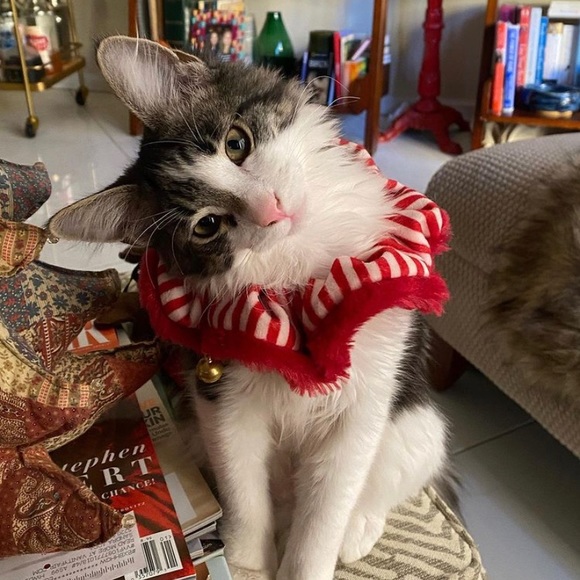 POSH AMBASSADOR ✨5 Star ⭐️ Top Rated Seller✨ - Picture 17 of 17